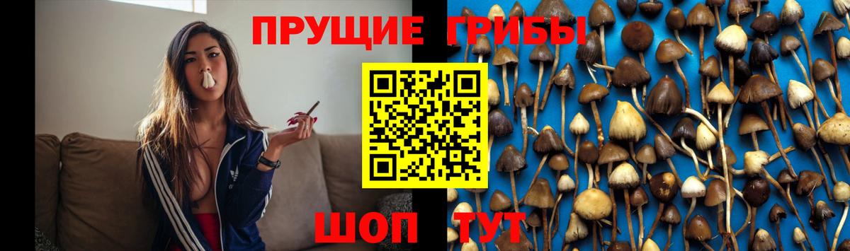Саратов  Псилоцибиновые грибы Psilocybine cubensis  Псилоцибиновые грибы Cubensis  Вход с VPN 
